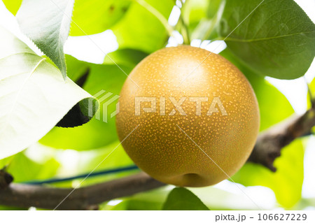 秋の味覚、旬の梨、甘太 106627229