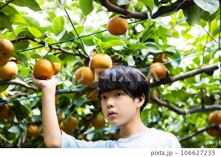 秋の味覚、梨狩りを楽しむ子供 秋の味覚、梨狩りを楽しむ子供 106627235