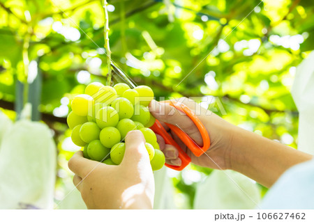 旬のぶどう狩りを楽しむ子ども 106627462