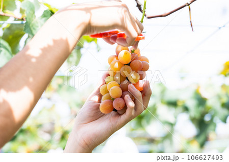 旬のぶどう狩りを楽しむ 106627493