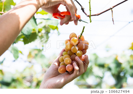 旬のぶどう狩りを楽しむ 106627494