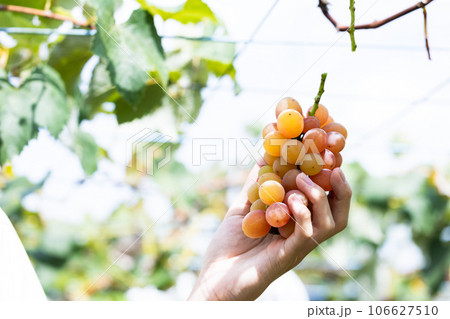 旬のぶどう狩りを楽しむ 106627510