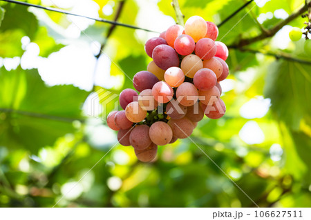 旬のぶどう狩りを楽しむ 106627511