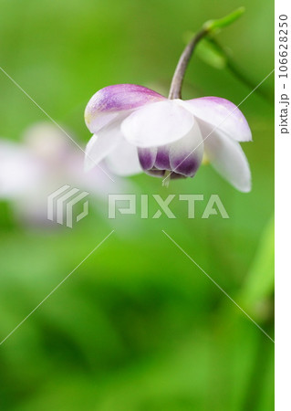 御岳山のレンゲショウマ 106628250