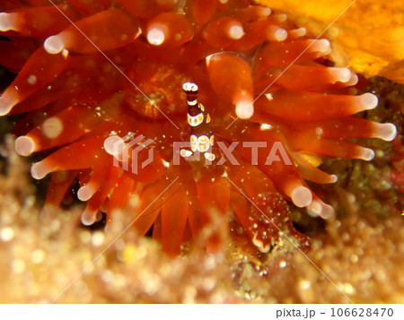 イソギンチャクに擬態するイソギンチャクモエビ 106628470