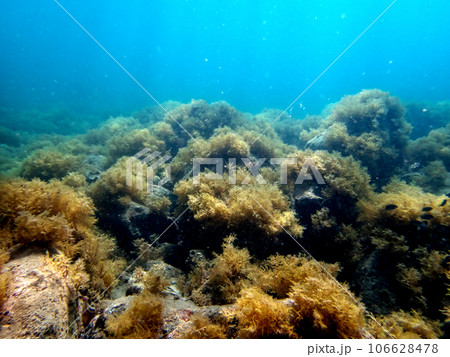 青く綺麗な海藻の生い茂った海底の海の写真素材 [106628478] - PIXTA