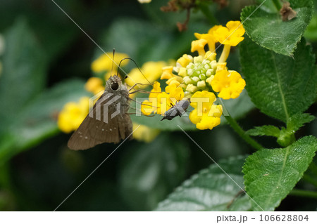 チャバネセセリとクロバエ 106628804