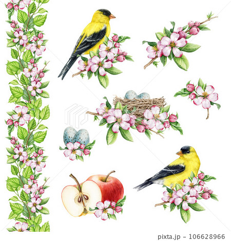 Springtime floral decor set with apple flowers and goldfinch birds. Watercolor illustration. Hand drawn garden blooming tender flowers, bird nest, eggs, floral seamless border and goldfinch elements 106628966