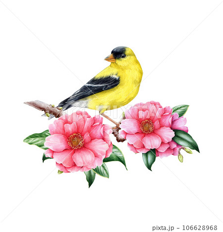 Goldfinch bird on blooming camellia branch. Bright garden bird watercolor illustration. Hand painted American goldfinch bird on camellia branch with flowers and leaves. Isolated on white background 106628968