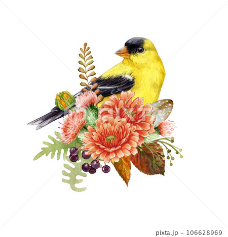 Autumn floral decor with goldfinch. Watercolor illustration. Hand drawn bright garden bird with fall seasonal flowers, berries, leaves decor. American goldfinch natural forest decor element Autumn floral decor with goldfinch. Watercolor illustration. Hand drawn bright garden bird with fall seasonal flowers, berries, leaves decor. American goldfinch natural forest decor element 106628969