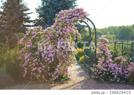 Rose grows on a arch. Rose curly, climbing grows on a metal arch, support. Vegetation for landscape design. Fence decor in a private courtyard Rose grows on a arch. Rose curly, climbing grows on a metal arch, support. Vegetation for landscape design. Fence decor in a private courtyard 106629419