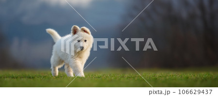Puppy cute White Swiss Shepherd dog portrait on meadow Puppy cute White Swiss Shepherd dog portrait on meadow 106629437