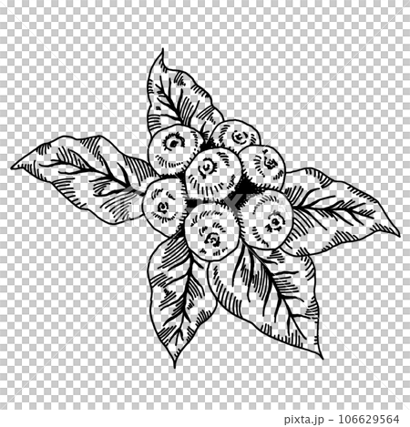 咖啡豆鋼筆劃/手繪插畫 咖啡豆鋼筆劃/手繪插畫 106629564