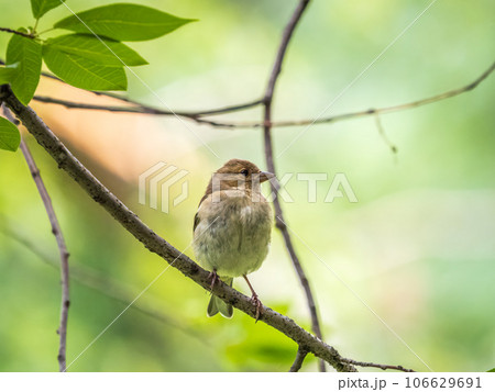 Common chaffinch female, Fringilla coelebs. Common chaffinch in wildlife. 106629691