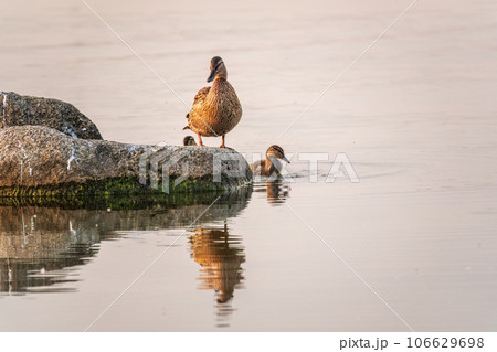 Adult duck with many ducklings sits on green shore of pond Adult duck with many ducklings sits on green shore of pond 106629698