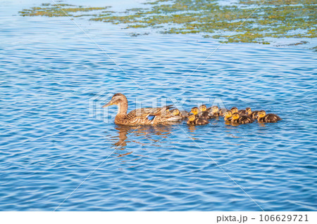 A family of ducks, a duck and its little ducklings are swimming in the water. The duck takes care of its newborn ducklings. Mallard, lat. Anas platyrhynchos 106629721