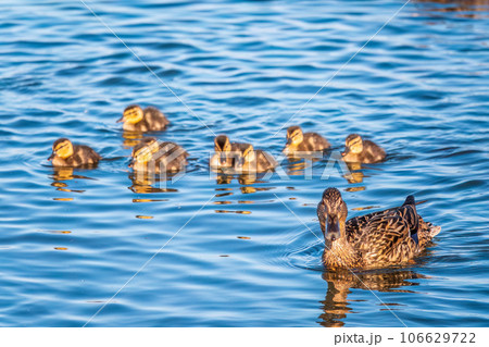 A family of ducks, a duck and its little ducklings are swimming in the water. The duck takes care of its newborn ducklings. Mallard, lat. Anas platyrhynchos 106629722