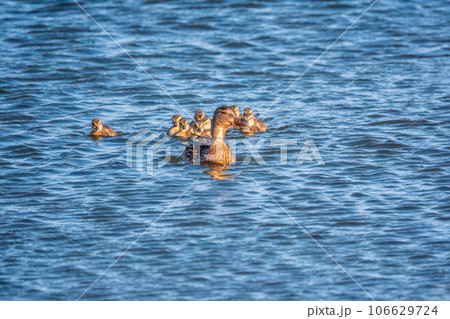 A family of ducks, a duck and its little ducklings are swimming in the water. The duck takes care of its newborn ducklings. Mallard, lat. Anas platyrhynchos A family of ducks, a duck and its little ducklings are swimming in the water. The duck takes care of its newborn ducklings. Mallard, lat. Anas platyrhynchos 106629724