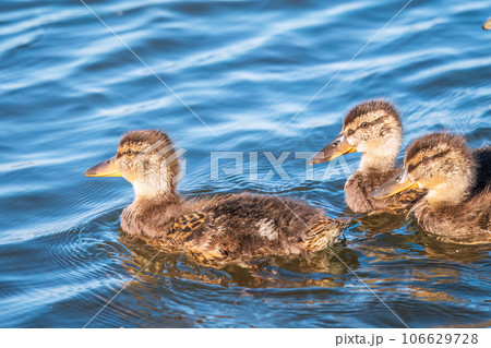 Cute little duckling swimming alone in a lake or river with calm water Cute little duckling swimming alone in a lake or river with calm water 106629728