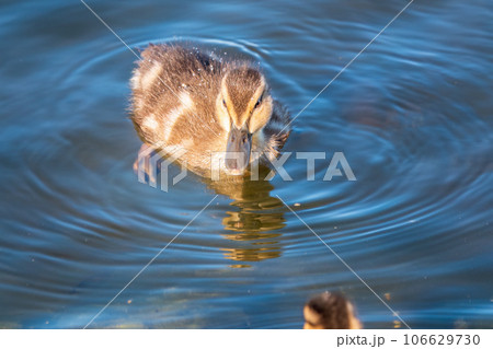 Cute little duckling swimming alone in a lake or river with calm water 106629730