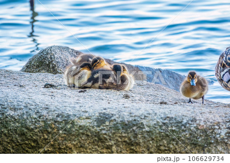 Adult duck with many ducklings sits on green shore of pond Adult duck with many ducklings sits on green shore of pond 106629734