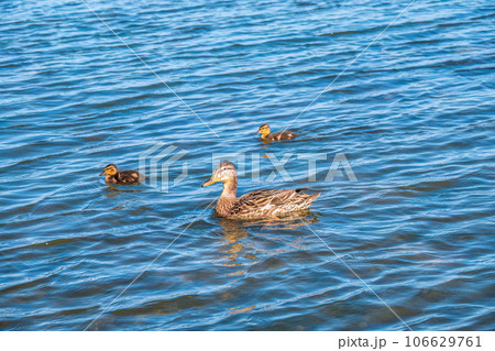 A family of ducks, a duck and its little ducklings are swimming in the water. The duck takes care of its newborn ducklings. Mallard, lat. Anas platyrhynchos A family of ducks, a duck and its little ducklings are swimming in the water. The duck takes care of its newborn ducklings. Mallard, lat. Anas platyrhynchos 106629761