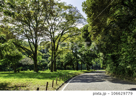 明治神宮　西参道 106629779