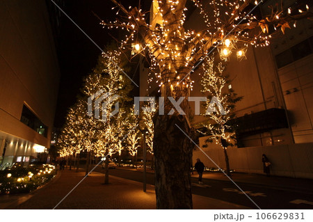 街路樹のイルミネーション 街路樹のイルミネーション 106629831