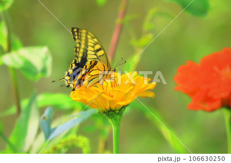 レモンイエローのジニアと蜜を吸うアゲハ蝶 106630250