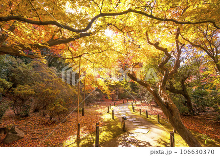 青蓮院の紅葉 京都の紅葉の名所 秋の京都観光スポット 紅葉のある風景 池泉回遊式庭園  青蓮院の紅葉 京都の紅葉の名所 秋の京都観光スポット 紅葉のある風景 池泉回遊式庭園  106630370