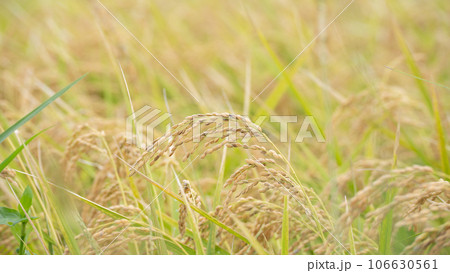 日本の秋の水田風景・黄金色の稲穂 106630561