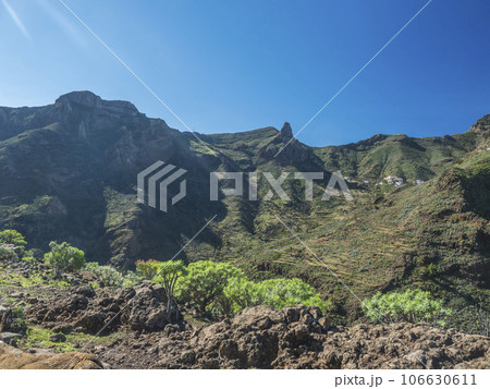 Scenic landscape with Roque de Imada rock and village at hiking trail Barranco de Guarimiar Gorge. Green mountain canyon with palm trees and succulent vegetation. La Gomera, Canary Islands, Spain Scenic landscape with Roque de Imada rock and village at hiking trail Barranco de Guarimiar Gorge. Green mountain canyon with palm trees and succulent vegetation. La Gomera, Canary Islands, Spain 106630611