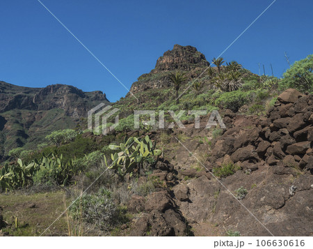 Scenic landscape at hiking trail through Barranco de Guarimiar Gorge. Green mountain canyon slopes with palm trees and succulent vegetation. La Gomera, Canary Islands, Spain, Europe. 106630616