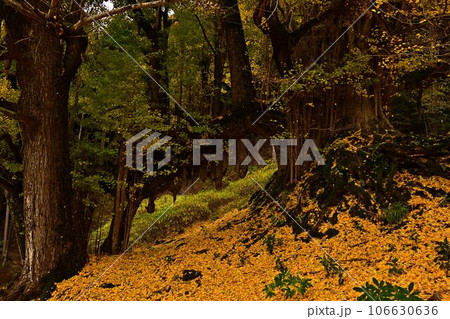 常瀧寺の大イチョウ 106630636