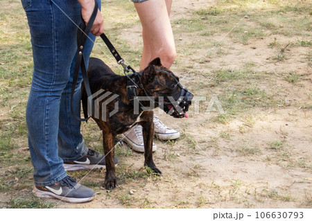 A pit bull dog in a muzzle on the street 106630793