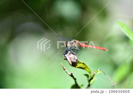 赤トンボのマユタテアカネ（眉立茜） 106630808