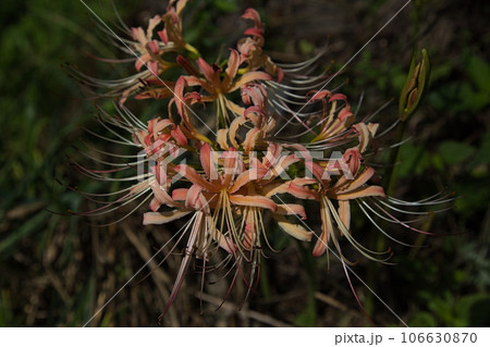 リコリスが似合う盛源寺 106630870