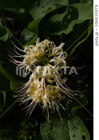 リコリスが似合う盛源寺 リコリスが似合う盛源寺 106630879