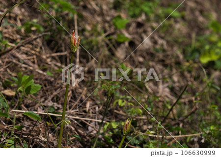 リコリスが似合う盛源寺 106630999