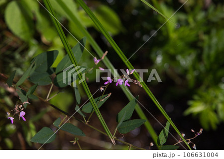 リコリスが似合う盛源寺 リコリスが似合う盛源寺 106631004