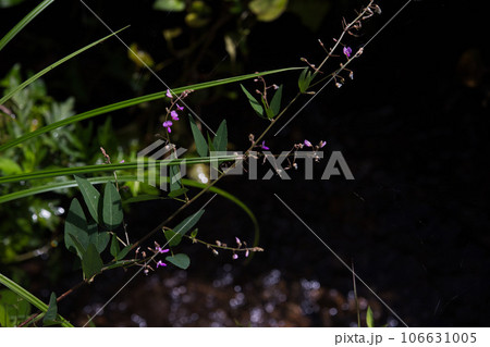 リコリスが似合う盛源寺 リコリスが似合う盛源寺 106631005