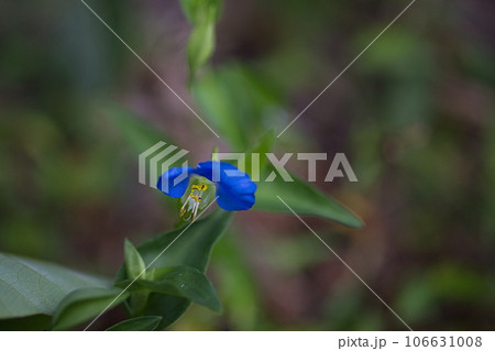 リコリスが似合う盛源寺 リコリスが似合う盛源寺 106631008