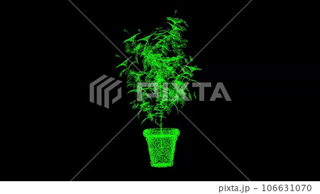 3D Hibiscus in a pot on black background. Decor and plants concept. Business advertising backdrop. For title, text, presentation. 3d animation. 106631070