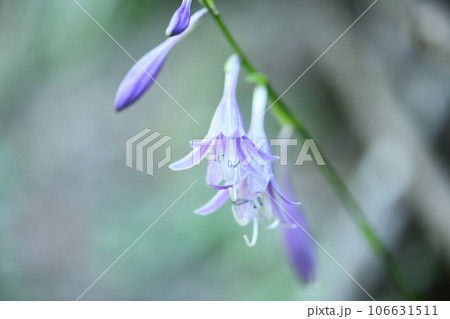 ギボウシ（擬宝珠）の花 106631511