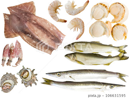 切り抜き素材セットー魚介類 106631595