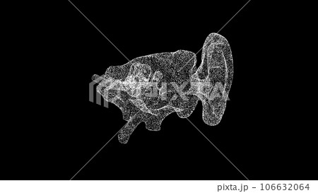 3D Ear Anatomy on black background. Ear inner...のイラスト素材 [106632064] - PIXTA