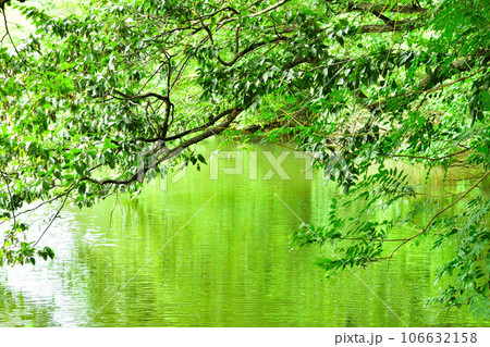 水面に映る緑 水面に映る緑 106632158
