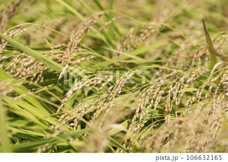 秋の水田　風に揺れる黄金色の稲穂　宮城県柴田町 106632165