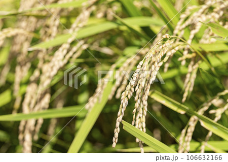 秋の水田　風に揺れる黄金色の稲穂　宮城県柴田町 106632166