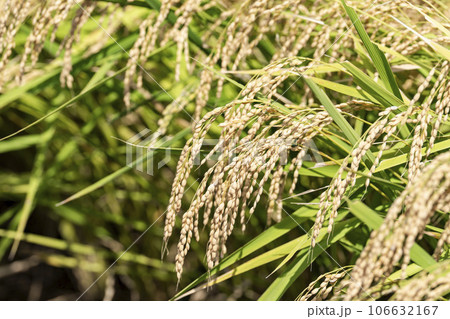 秋の水田　風に揺れる黄金色の稲穂　宮城県柴田町 106632167